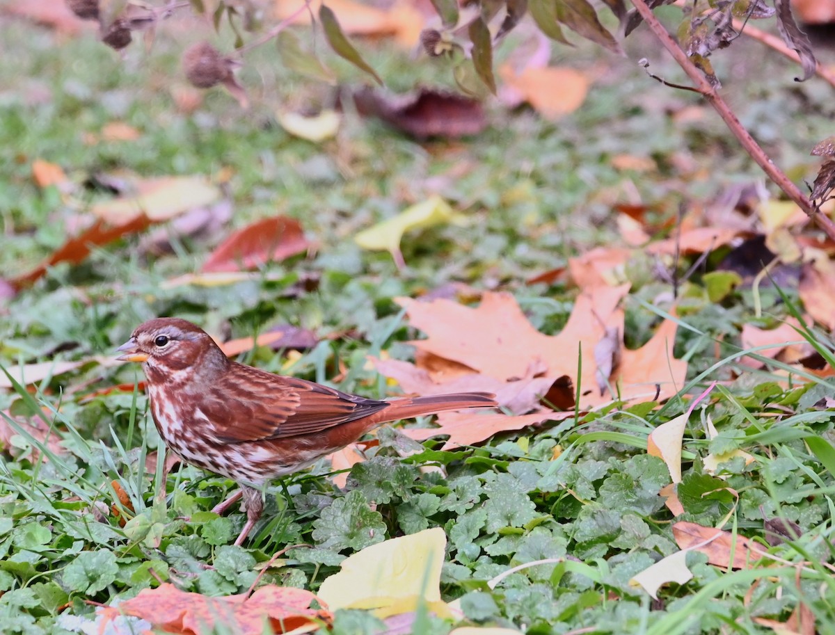 Fox Sparrow - ML645164177