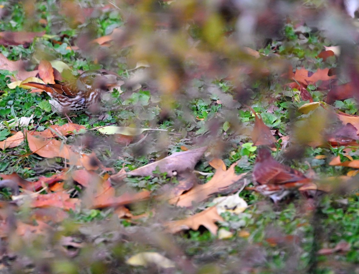 Fox Sparrow - ML645164178