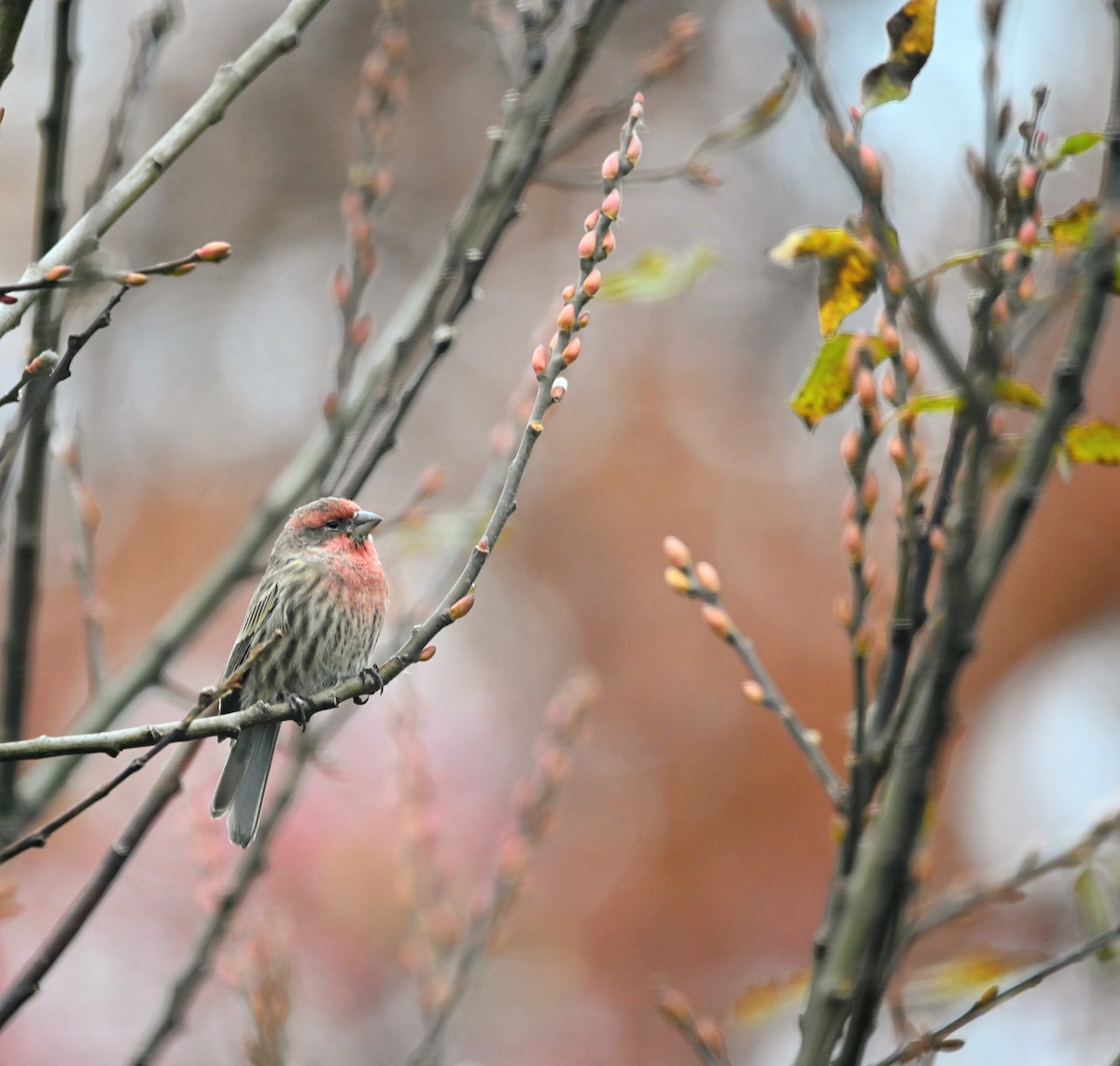 House Finch - ML645164184