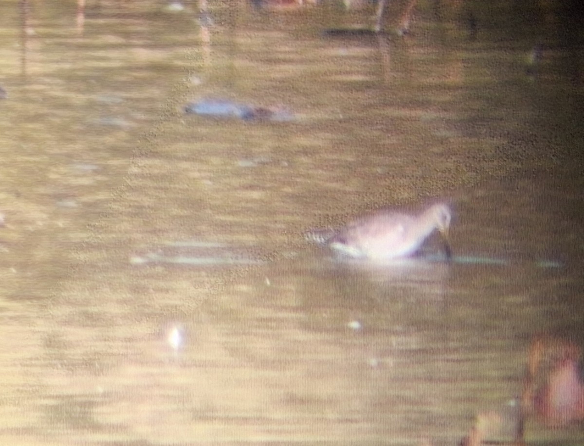 Long-billed Dowitcher - ML645164194