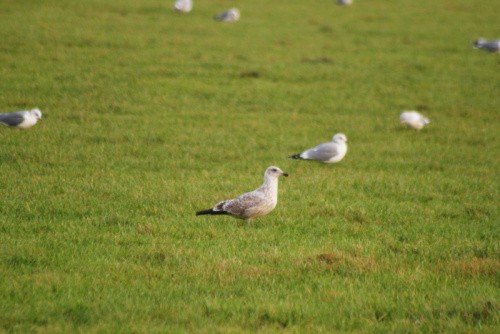 European Herring Gull - ML645164196