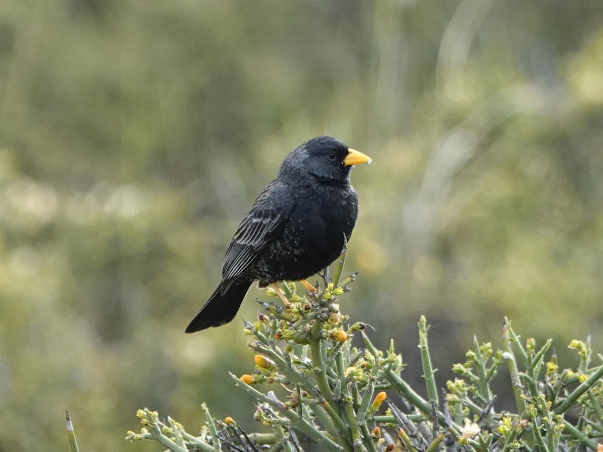 Carbonated Sierra Finch - ML645164198