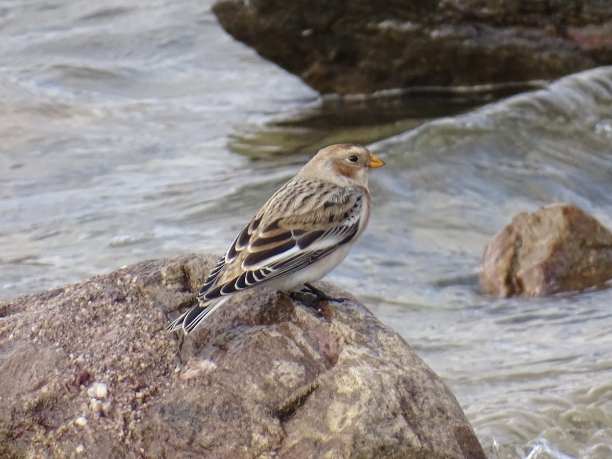 Snow Bunting - ML645164205