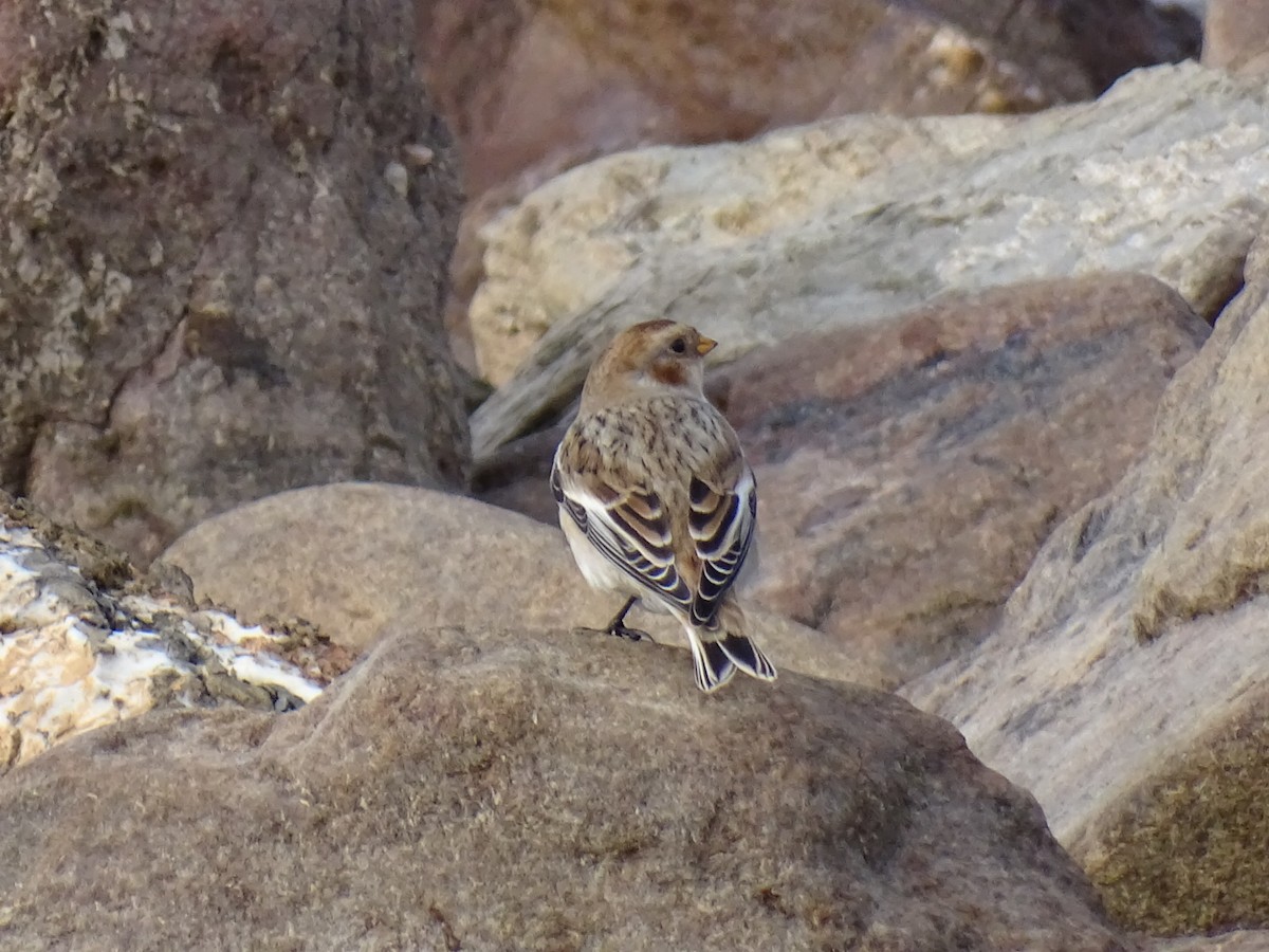 Snow Bunting - ML645164206