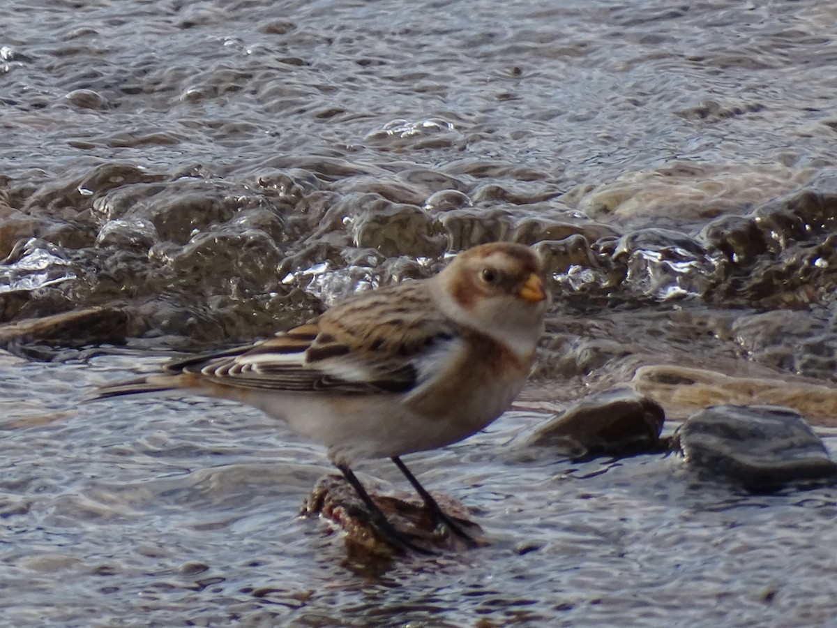Snow Bunting - ML645164207