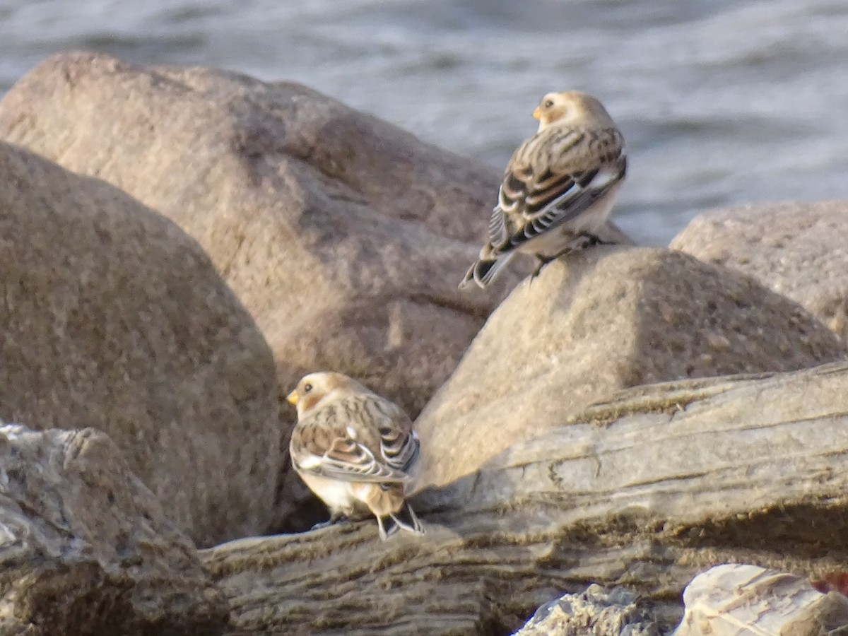 Snow Bunting - ML645164208