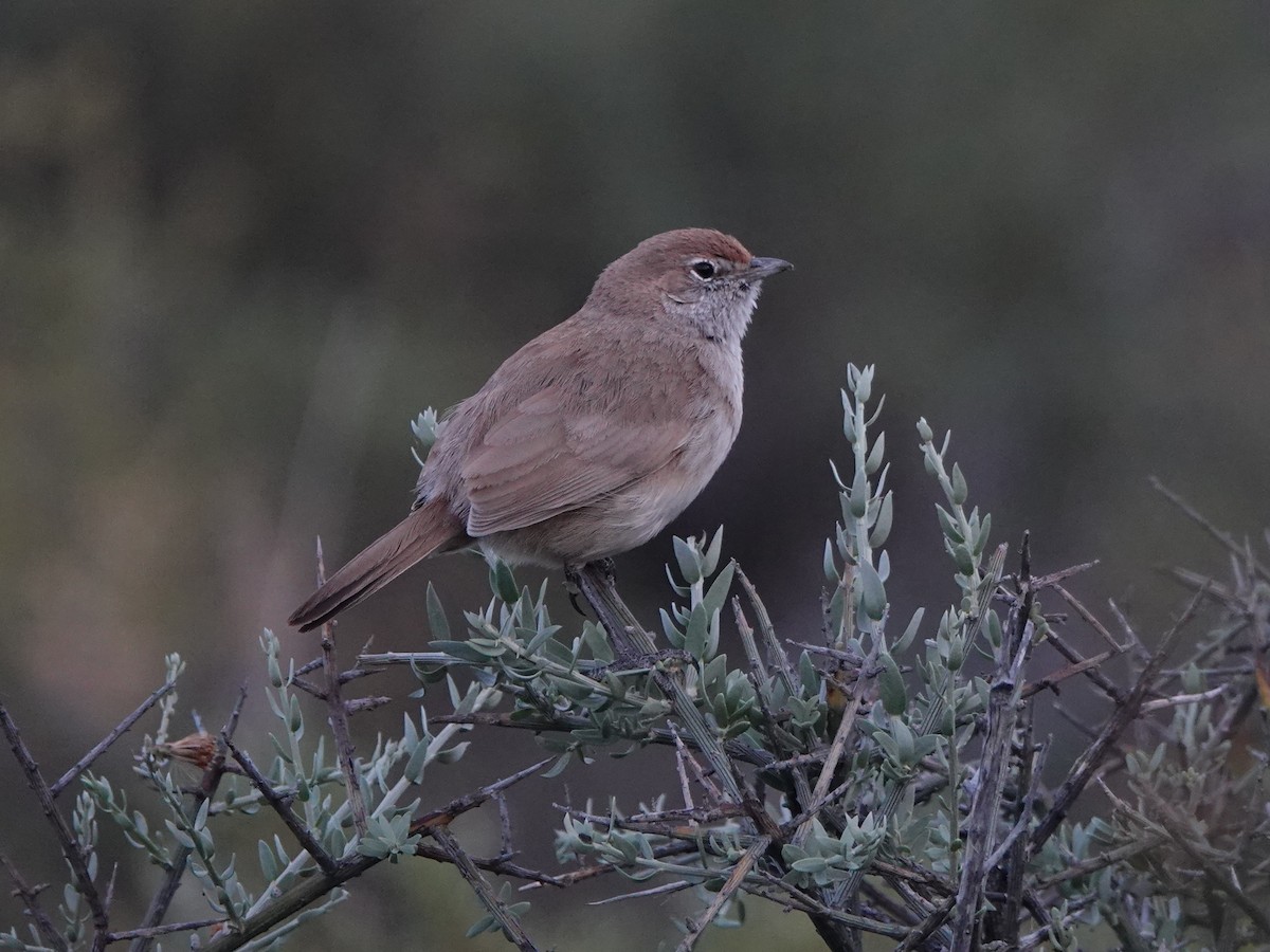 Sandy Gallito - ML645164218