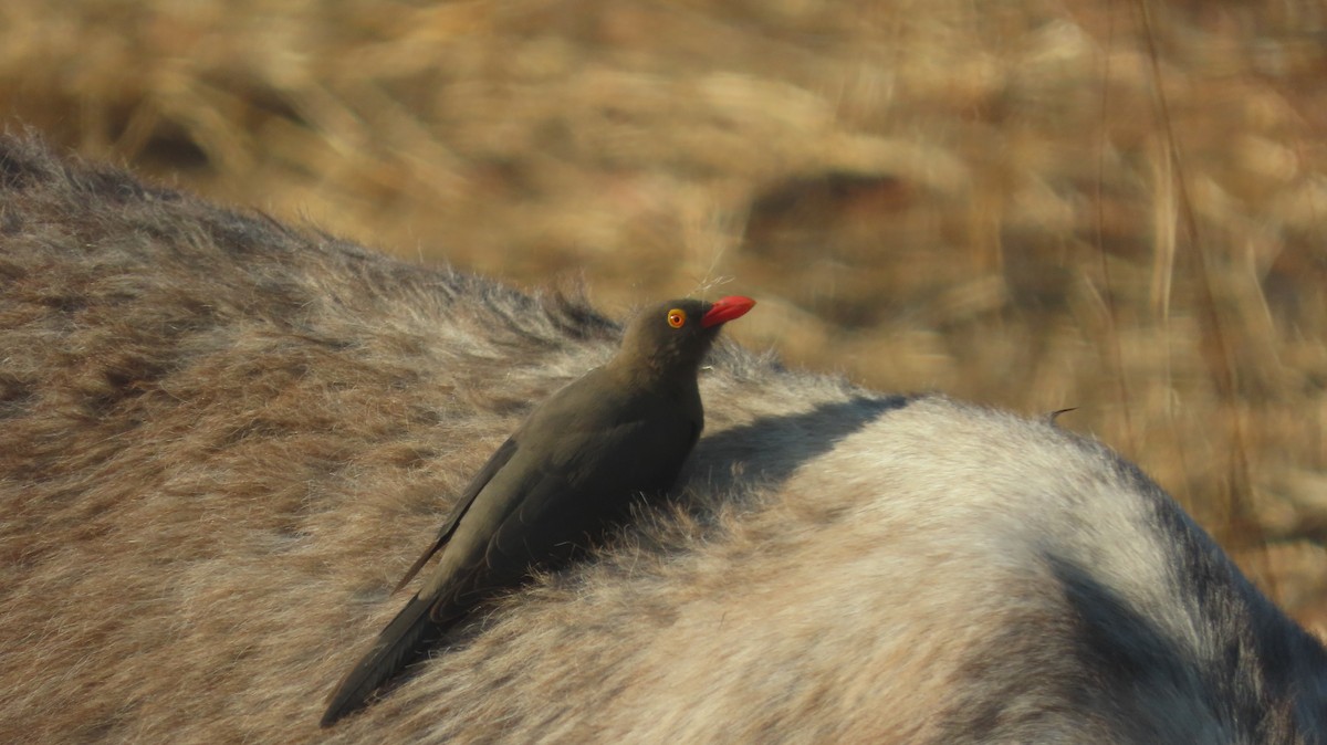 Red-billed Oxpecker - ML645164232
