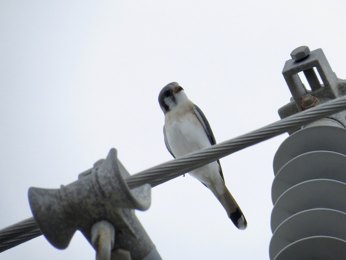 American Kestrel - ML645164238