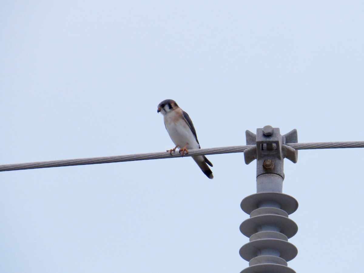 American Kestrel - ML645164239