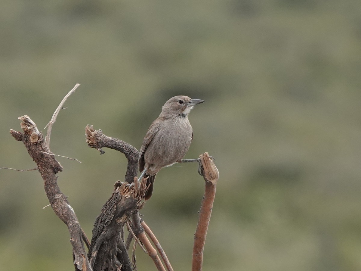 ノドジロエボシカマドドリ - ML645164240
