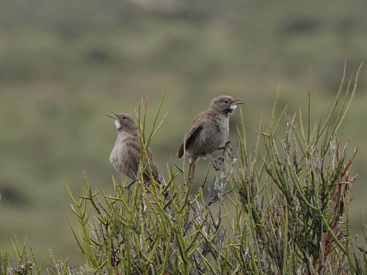 ノドジロエボシカマドドリ - ML645164241