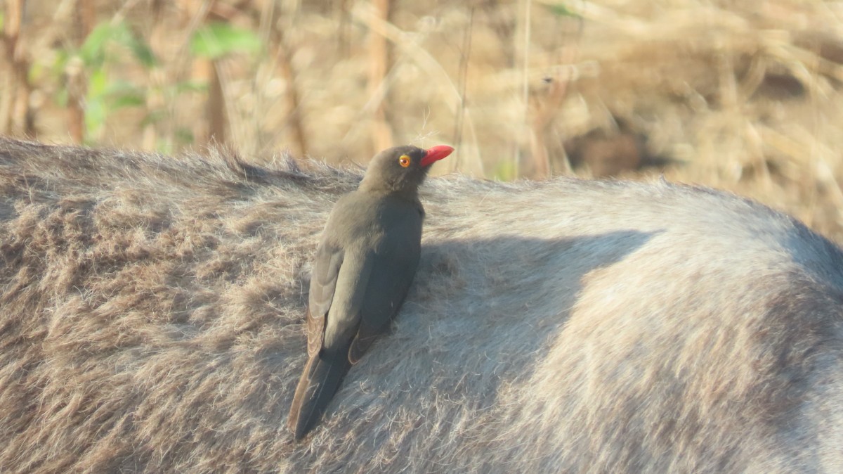 Red-billed Oxpecker - ML645164253