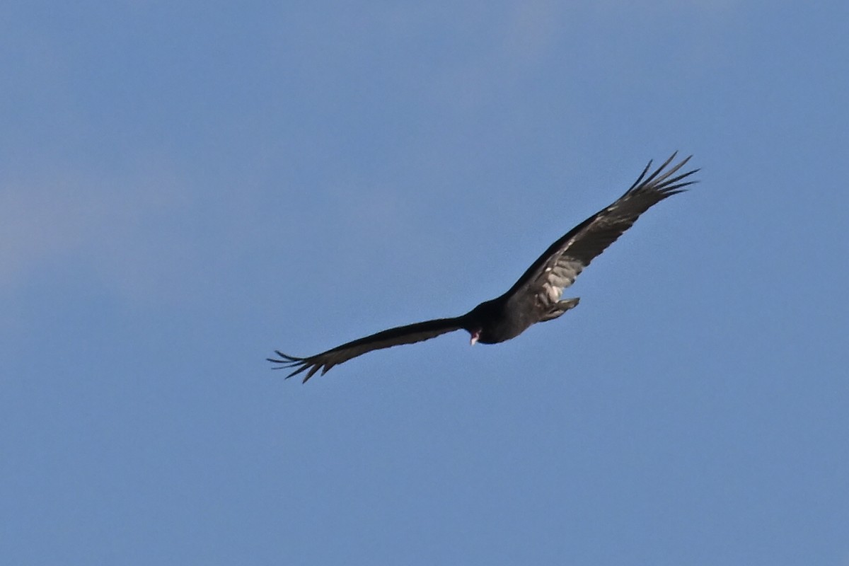 Turkey Vulture - ML645164264