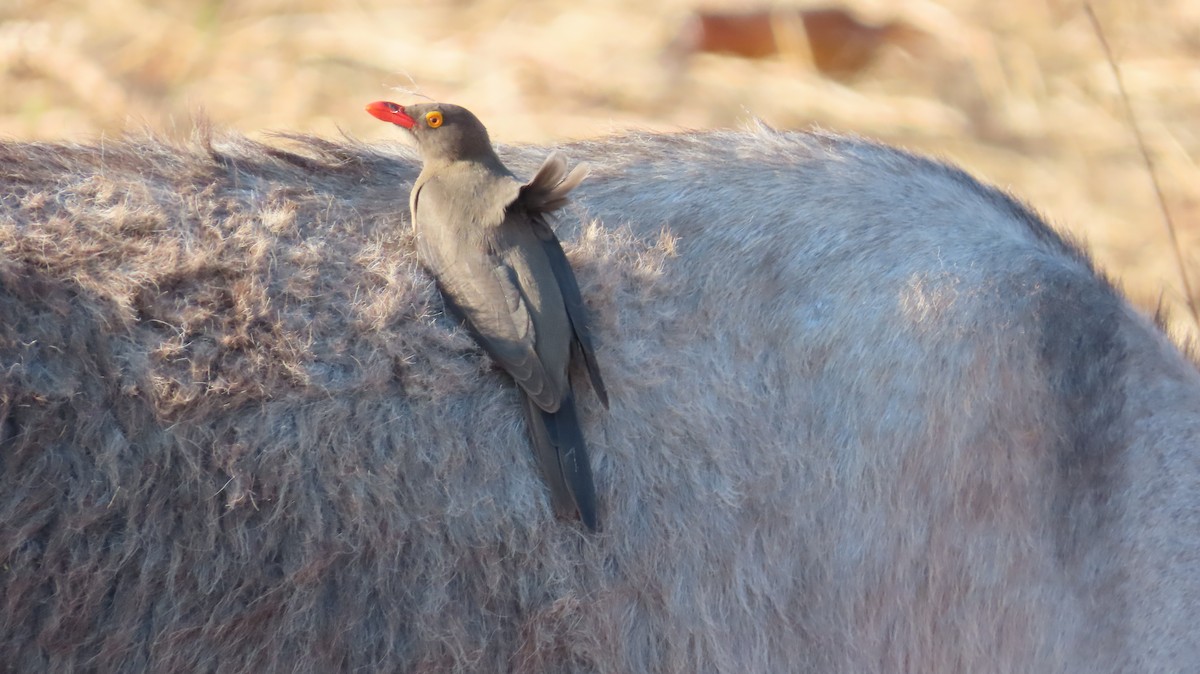 Red-billed Oxpecker - ML645164273
