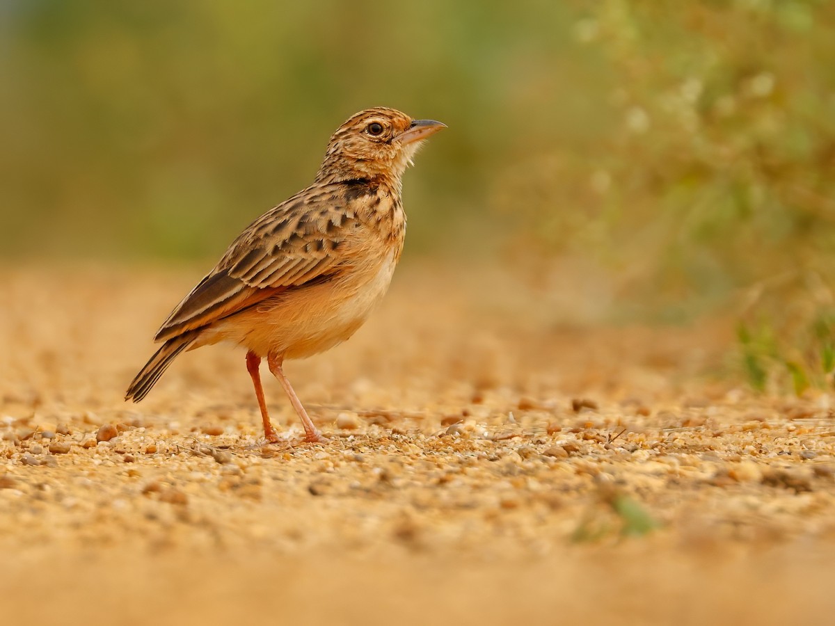 Jerdon's Bushlark - ML645164277