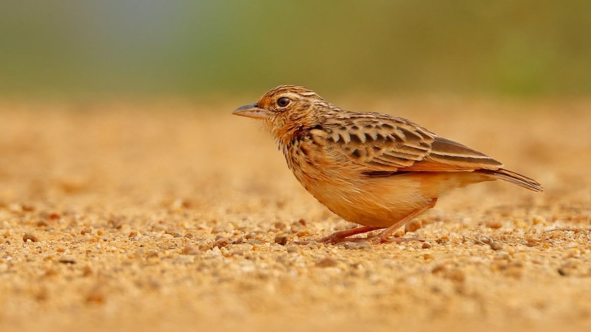 Jerdon's Bushlark - ML645164278