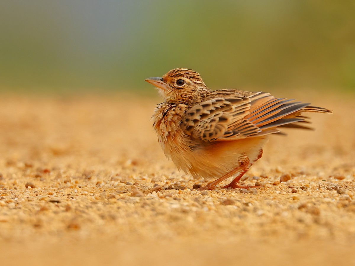 Jerdon's Bushlark - ML645164279