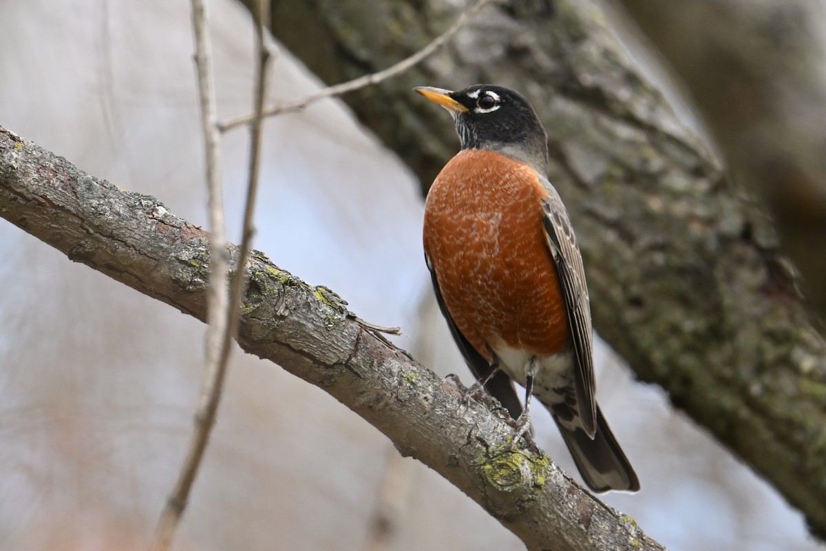 American Robin - ML645164281