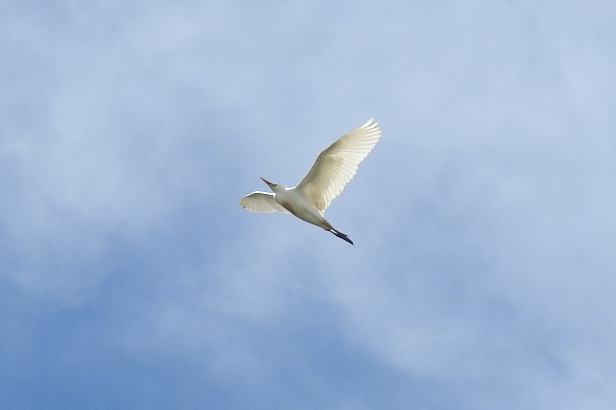 Western Cattle-Egret - ML645164301