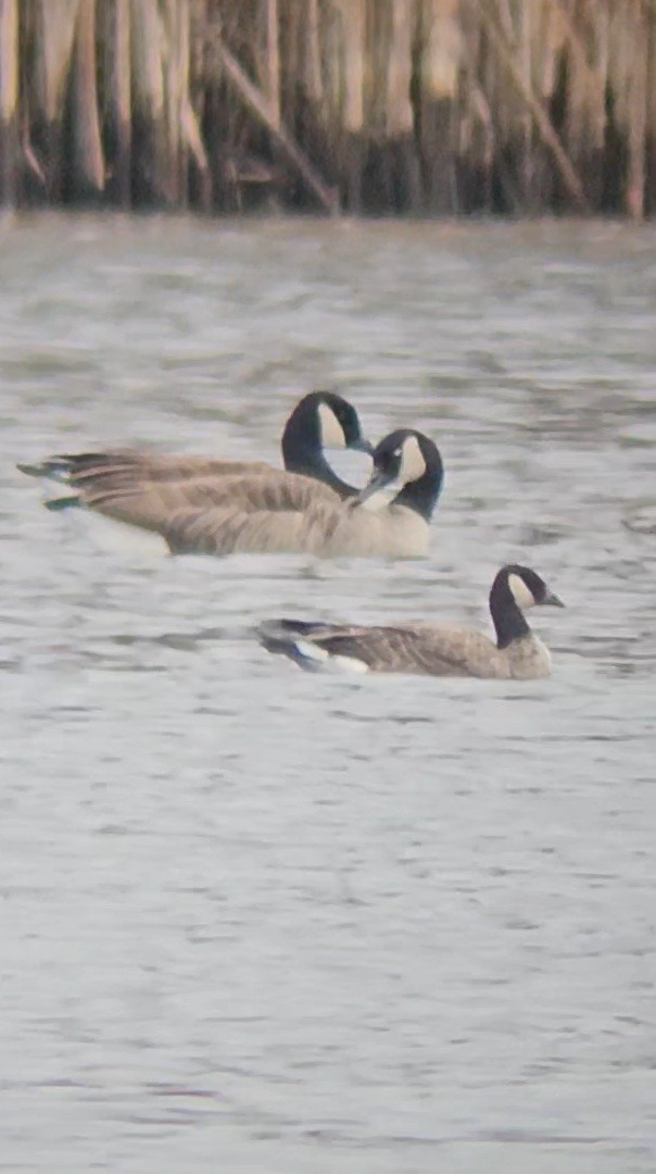 berneška malá (ssp. hutchinsii) - ML645164311