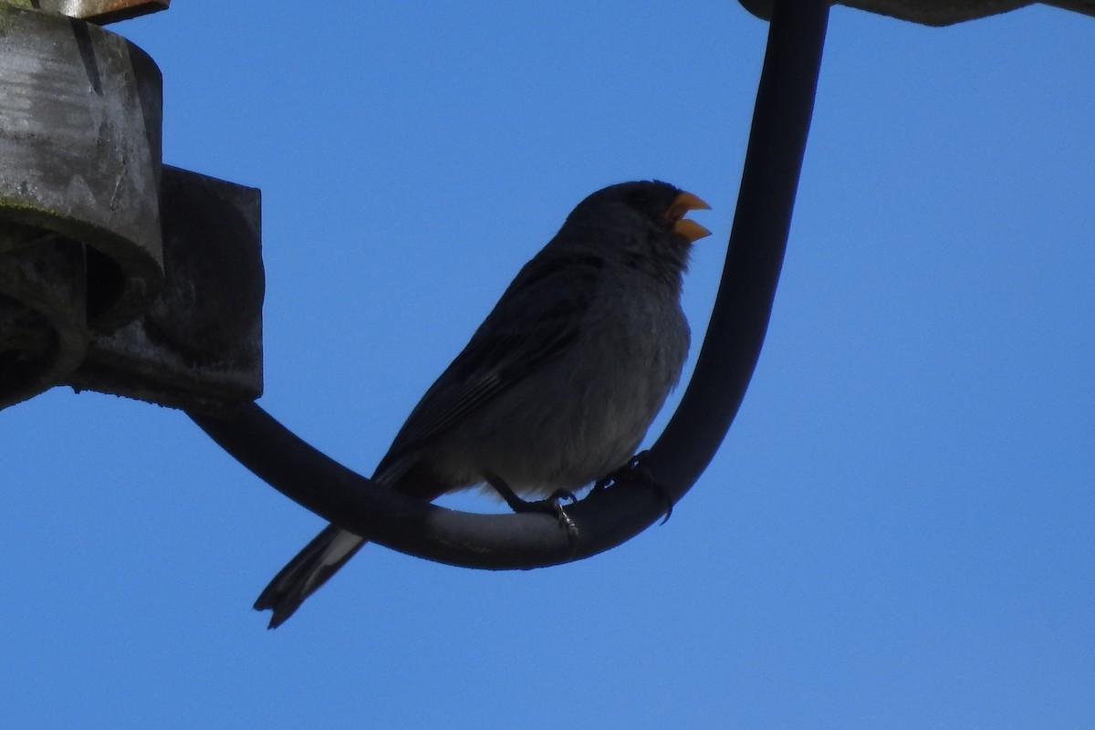 Band-tailed Seedeater - ML645164312