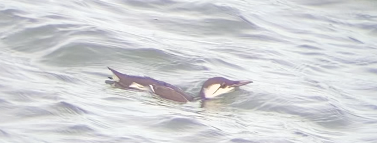 Common Murre - ML645164317