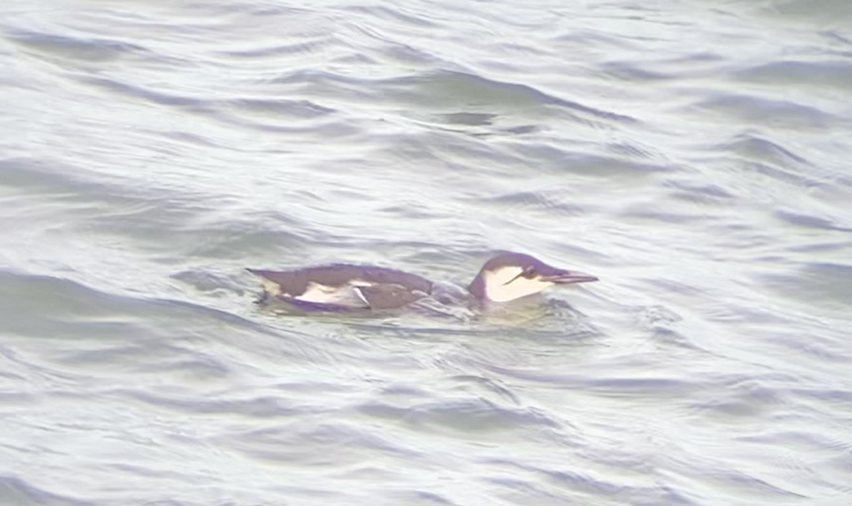 Common Murre - ML645164318