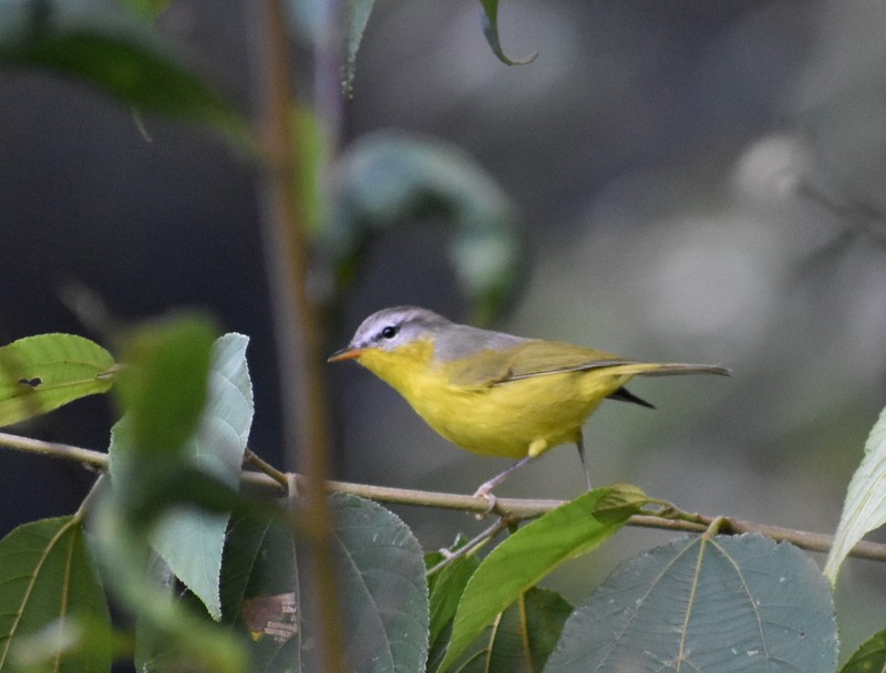 Graukopf-Laubsänger - ML645164325