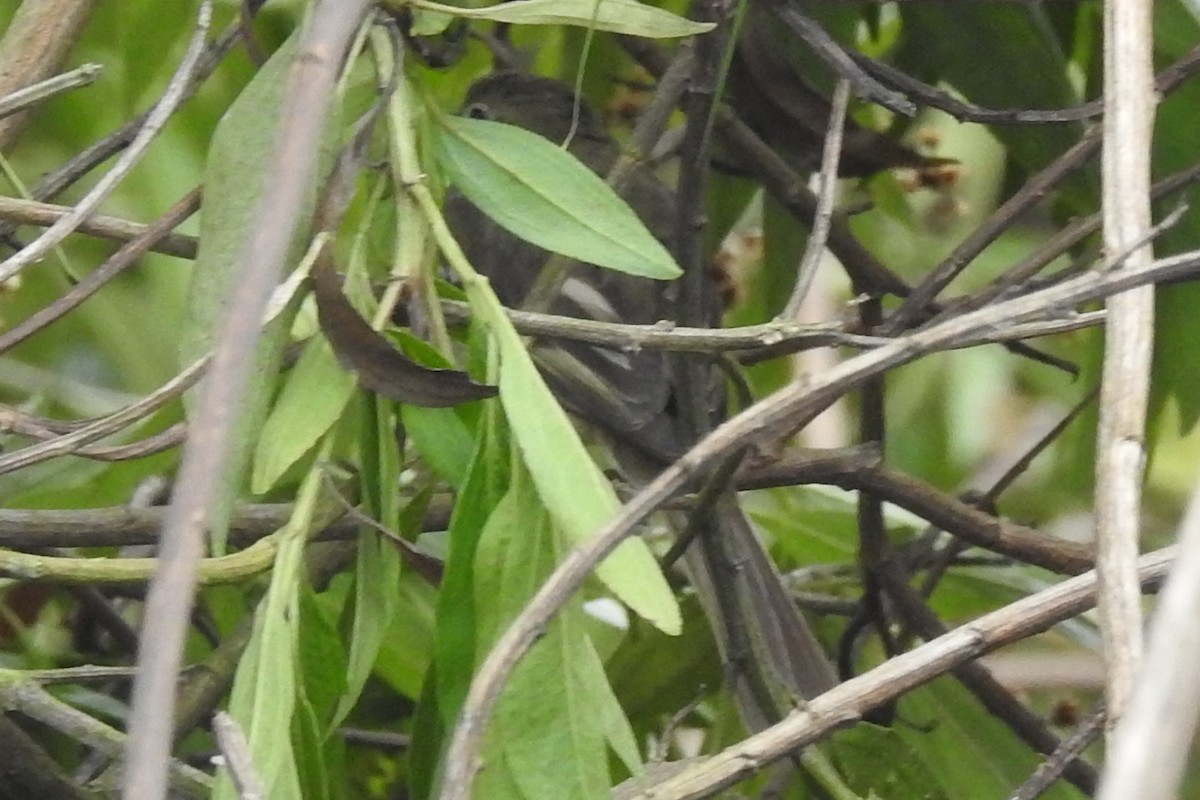 Mountain Elaenia - ML645164327