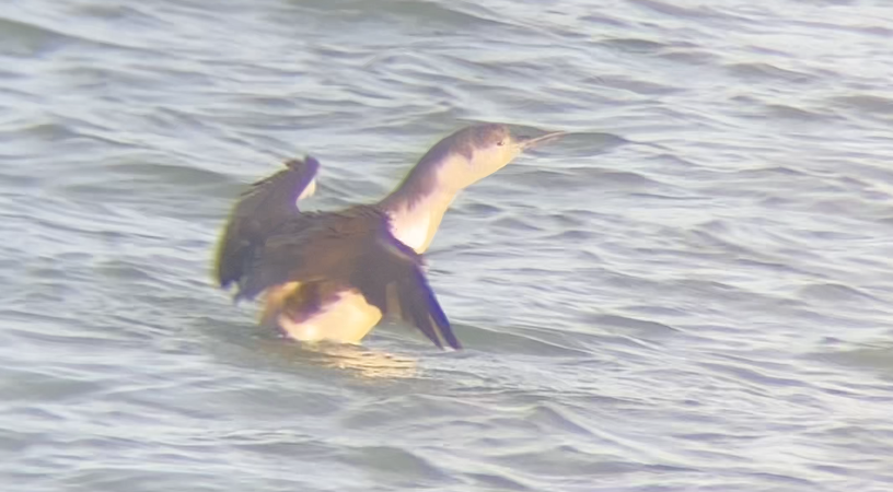 Red-throated Loon - ML645164339