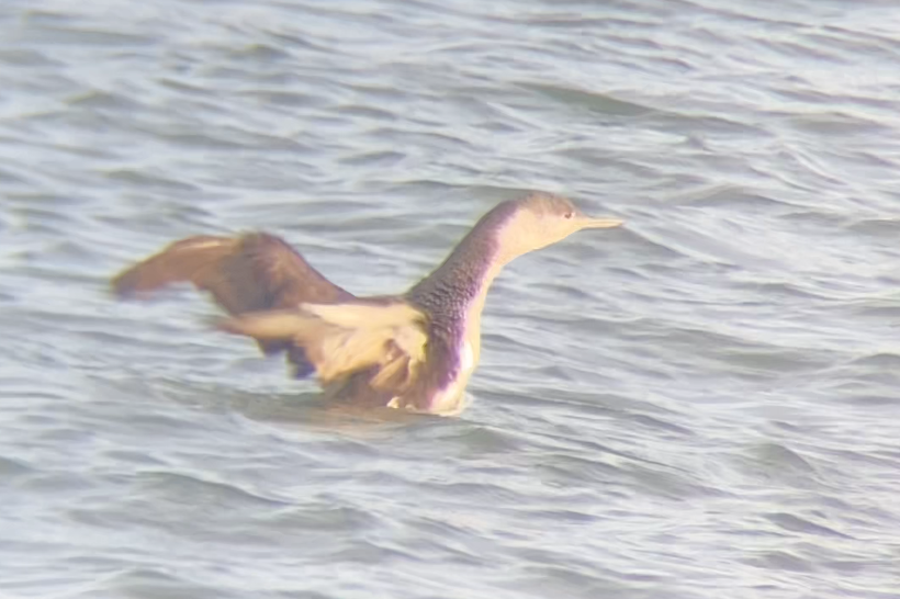 Red-throated Loon - ML645164340