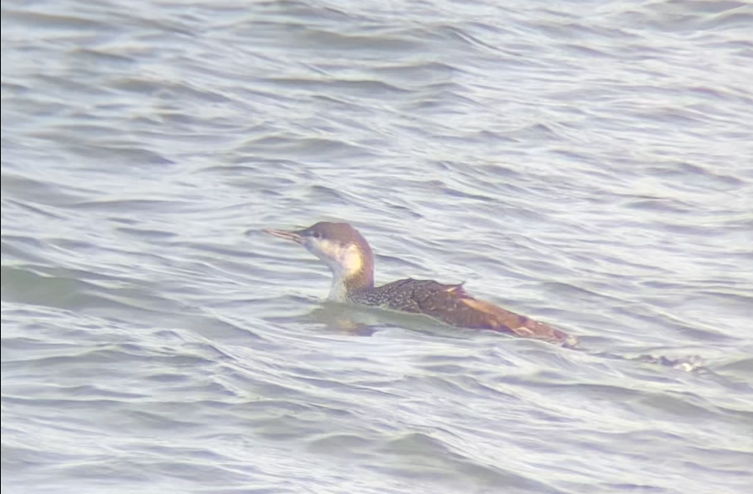 Red-throated Loon - ML645164341