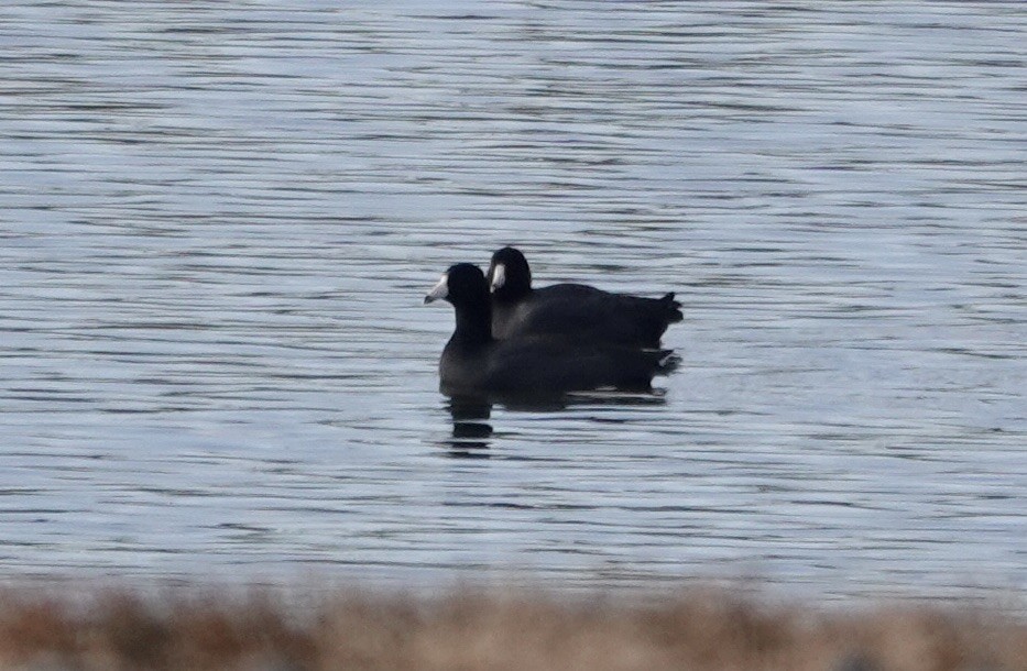 American Coot - ML645164344