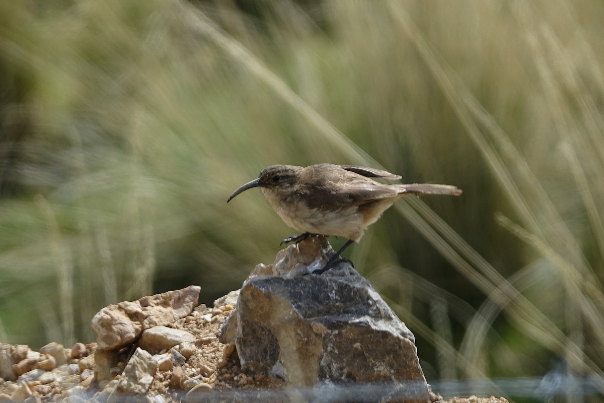 Buff-breasted Earthcreeper - ML645164345