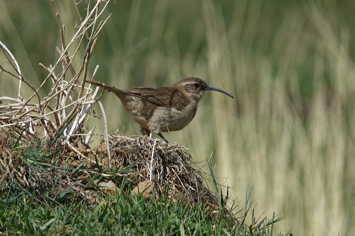 Buff-breasted Earthcreeper - ML645164346