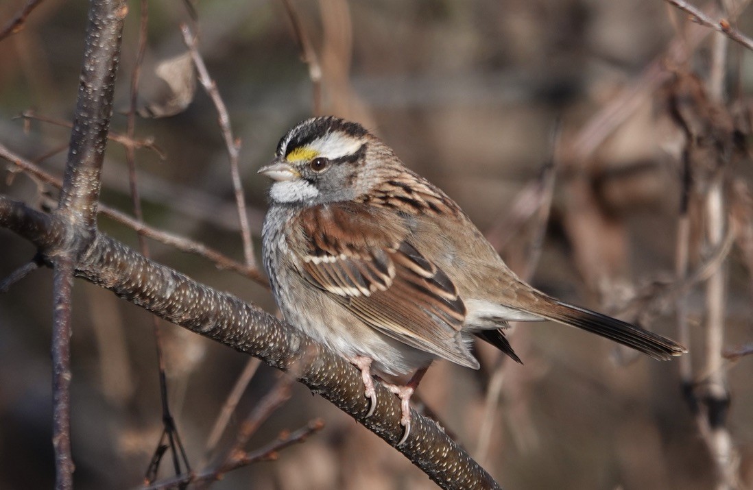 White-throated Sparrow - ML645164360