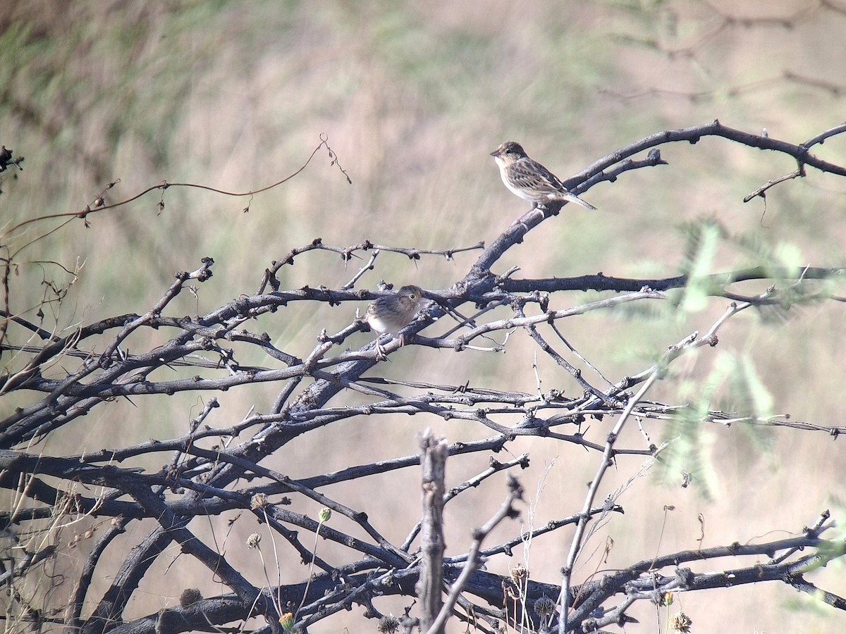 Grasshopper Sparrow - ML645164365