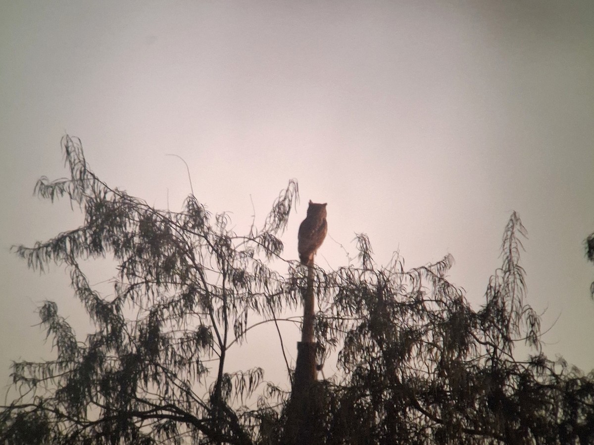 Great Horned Owl - ML645164379