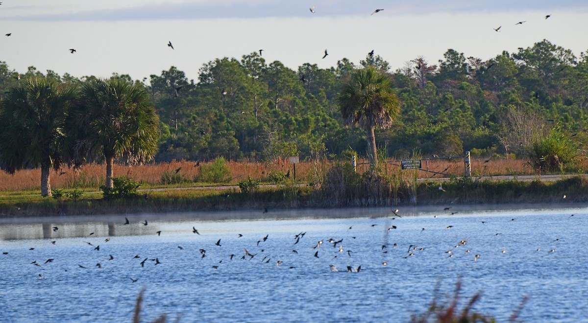Tree Swallow - ML645164387