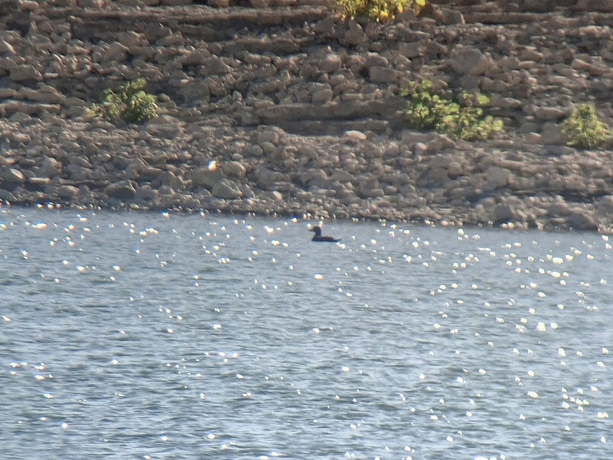 Black Scoter - ML645164391