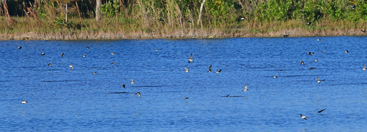 Tree Swallow - ML645164392