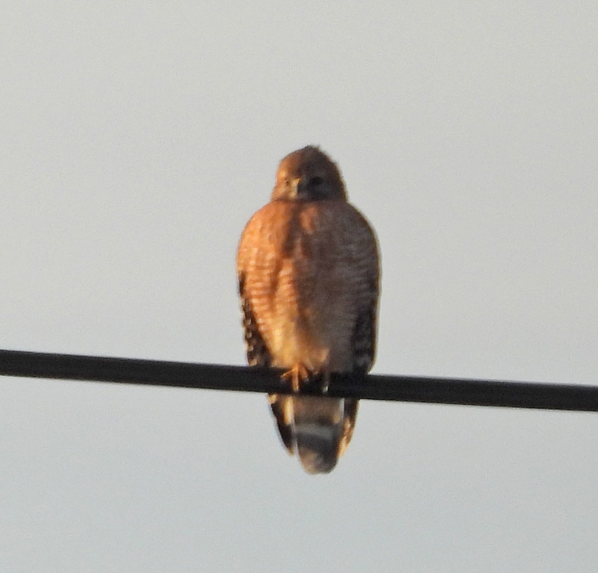Red-shouldered Hawk - ML645164399