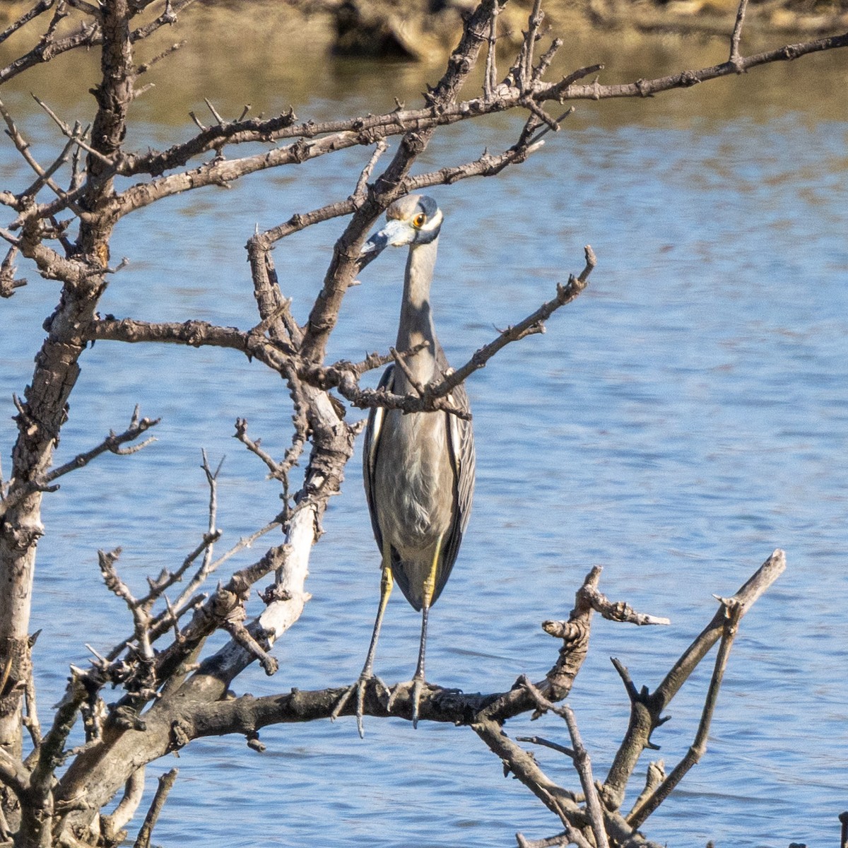 Sarı Tepeli Gece Balıkçılı - ML645164400