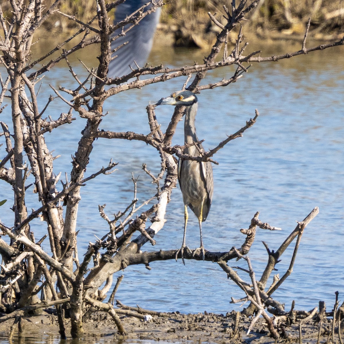 Sarı Tepeli Gece Balıkçılı - ML645164401