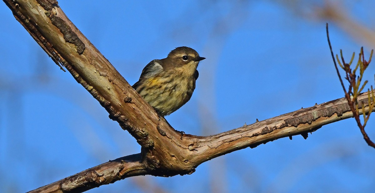 Taçlı Ötleğen - ML645164405