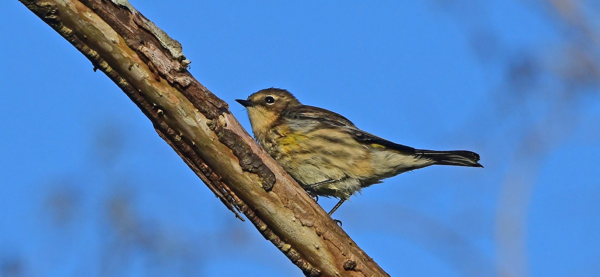 Taçlı Ötleğen - ML645164408