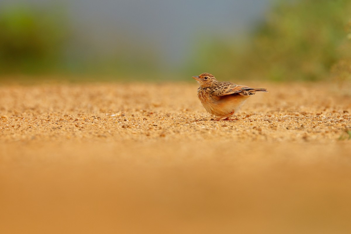 Jerdon's Bushlark - ML645164409