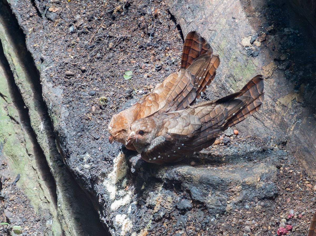 Гуахаро - ML645164466