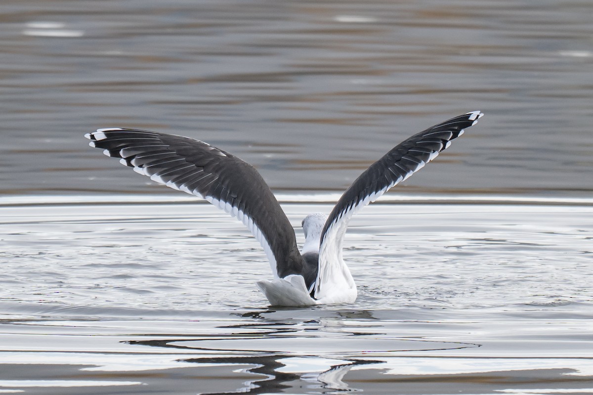 racek mořský - ML645164470